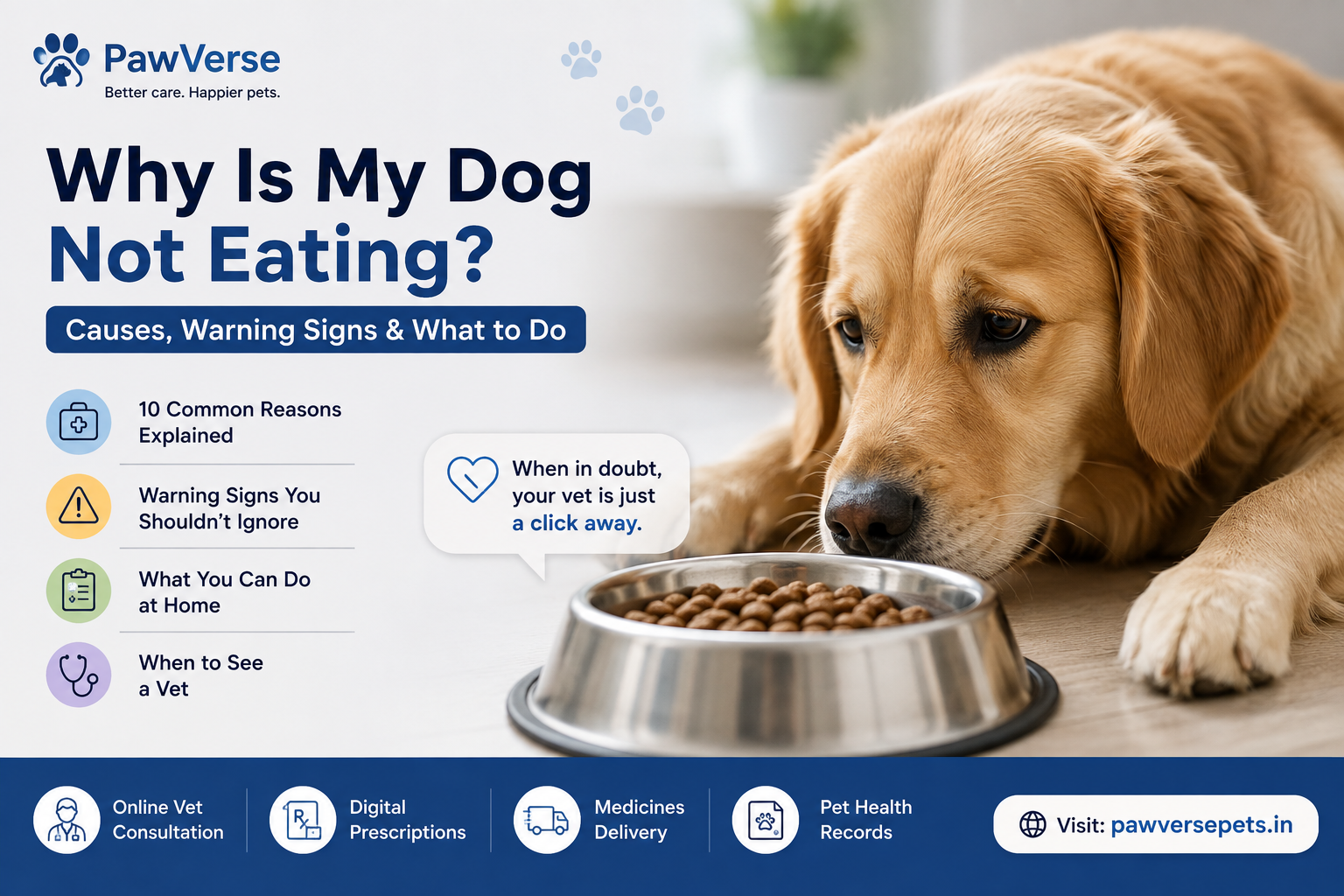 Why Is My Dog Not Eating? Causes, Warning Signs & What to Do!