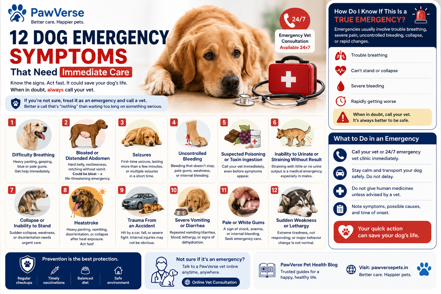 Dog Emergency Symptoms: What Needs Immediate Vet Care