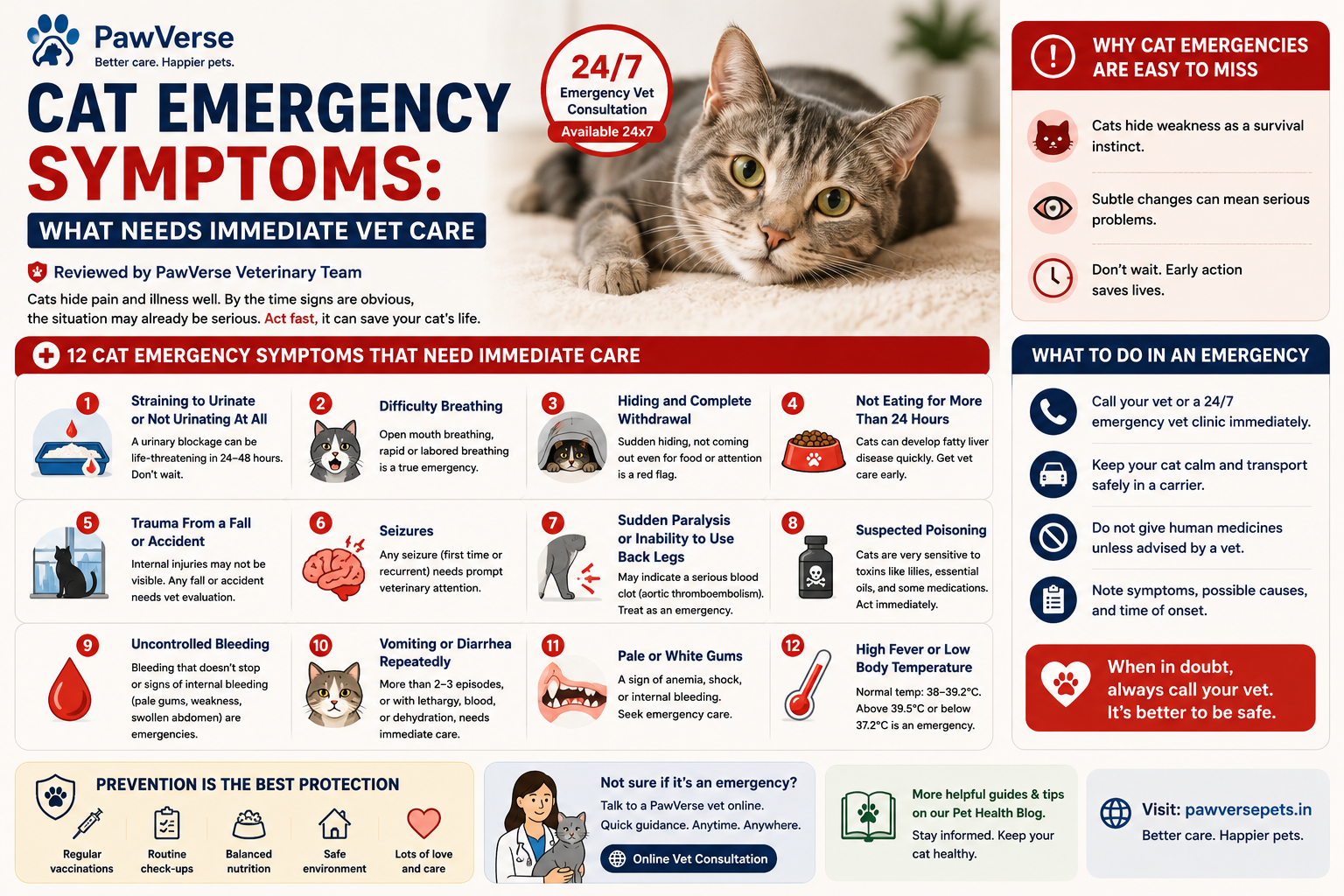 Cat Emergency Symptoms: What Needs Immediate Vet Care