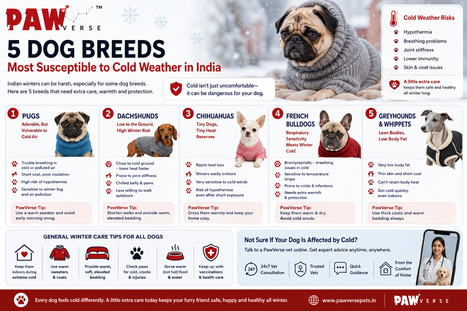 5 Dog Breeds That Struggle the Most During Winter in India