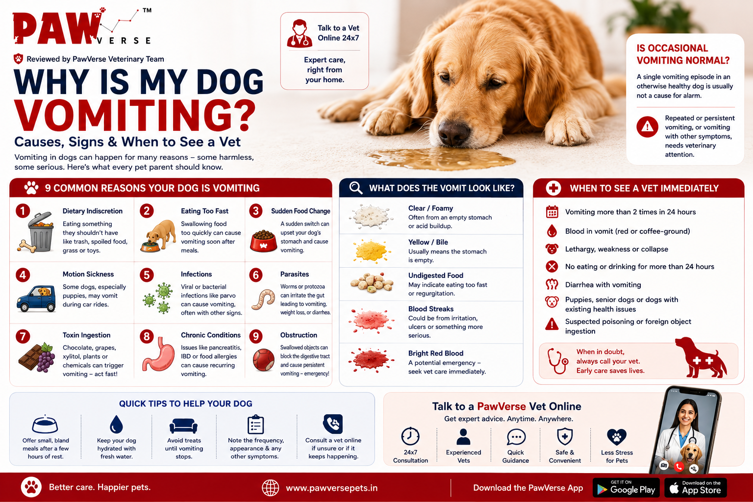 Why Is My Dog Vomiting? Causes & When to See a Vet