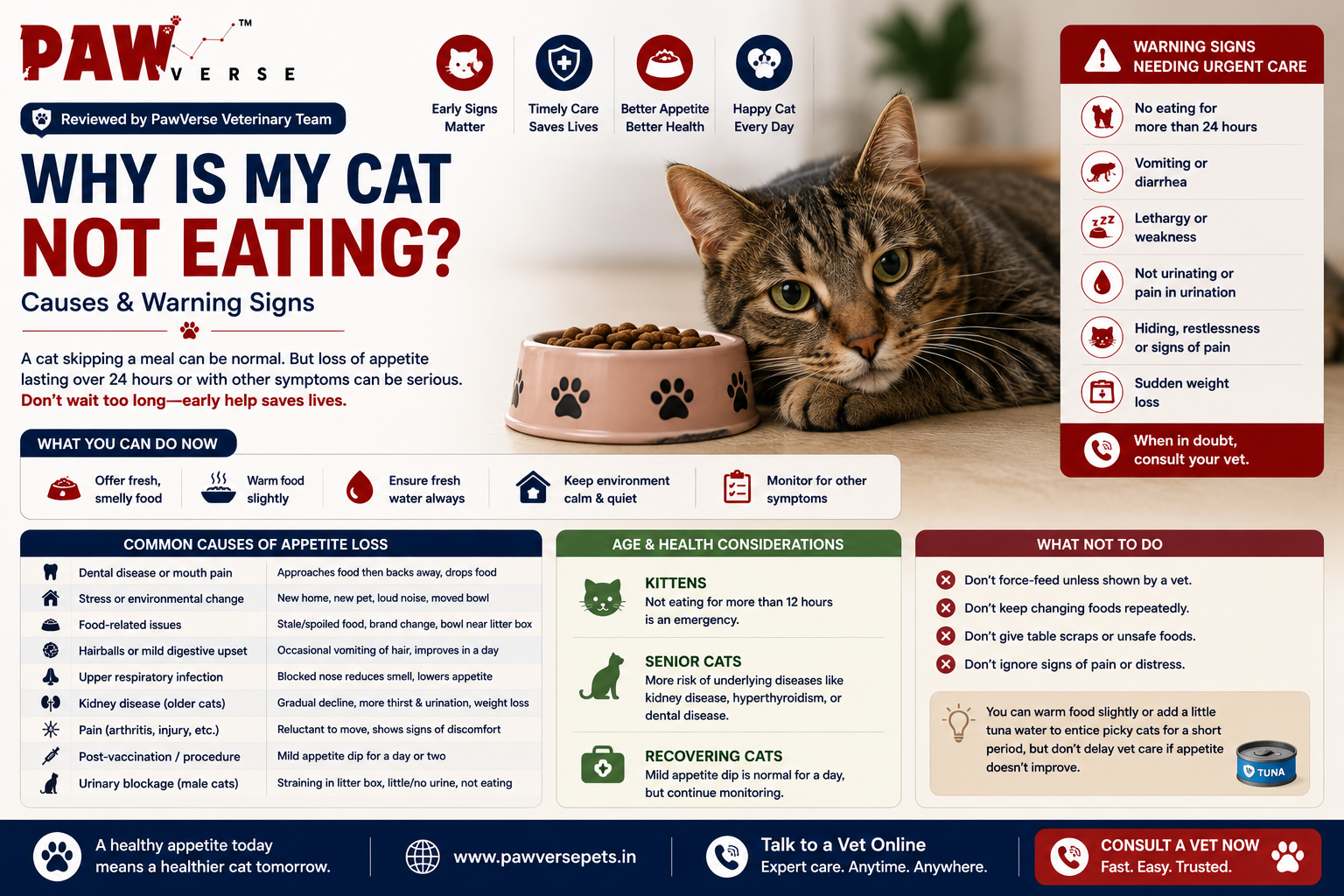 Why Is My Cat Not Eating? Causes & Warning Signs
