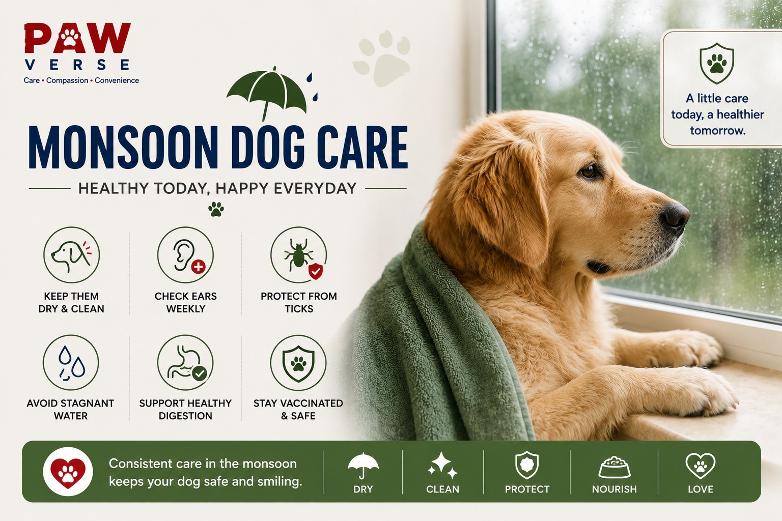 Monsoon Dog Care: Health Risks to Watch For and a Daily Routine That Works