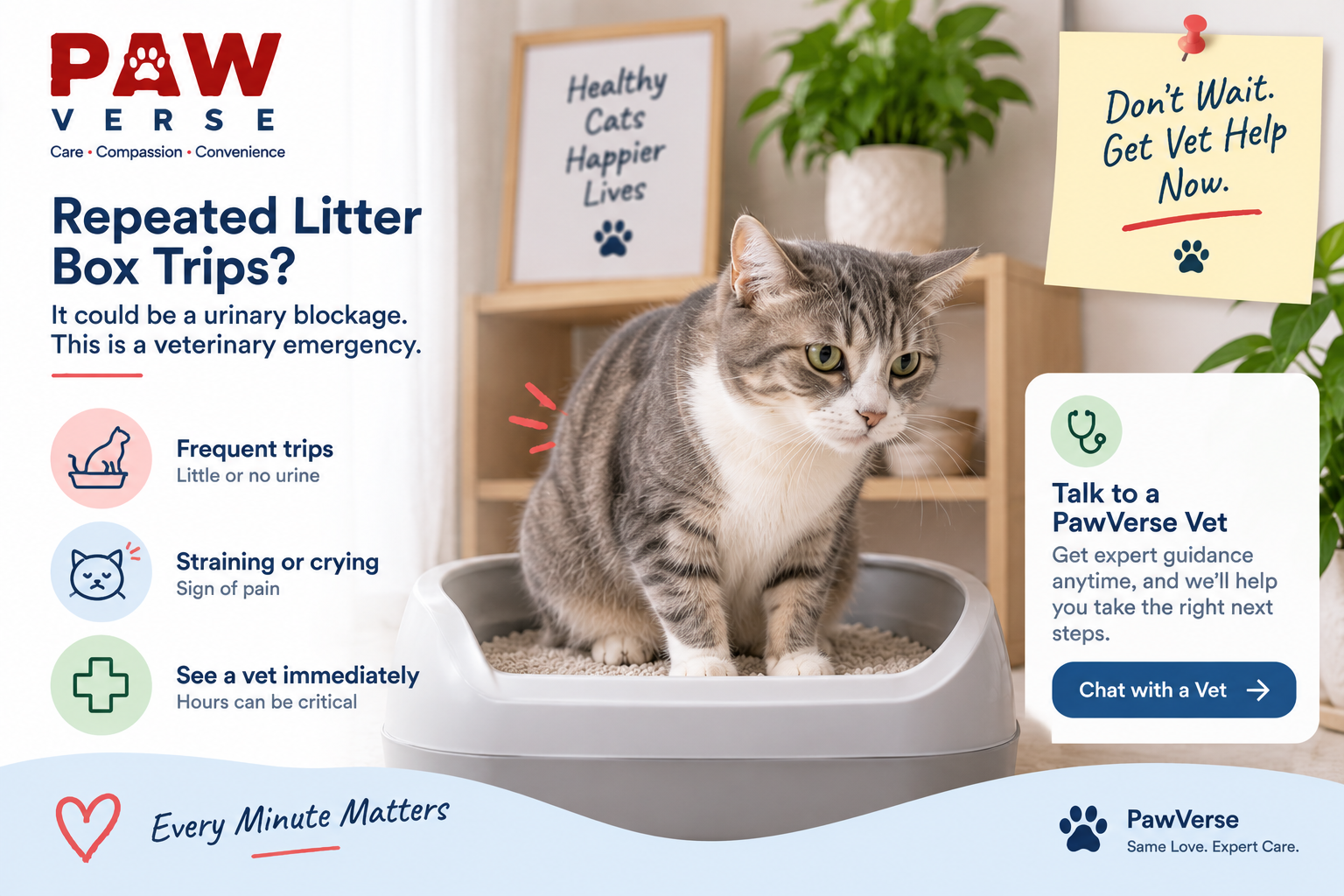 Cat Urinary Blockage: Why This Is a True Emergency