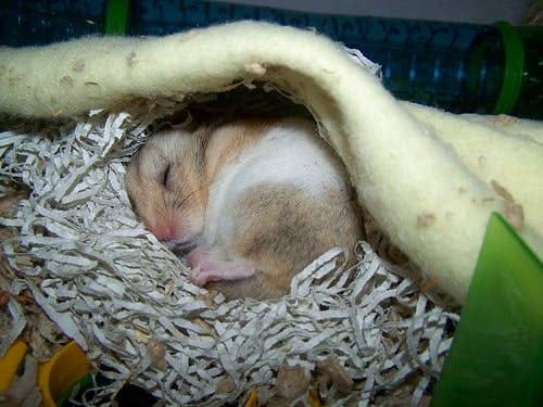 The Very First Consultation PawVerse Ever Did — And It Was a Hamster