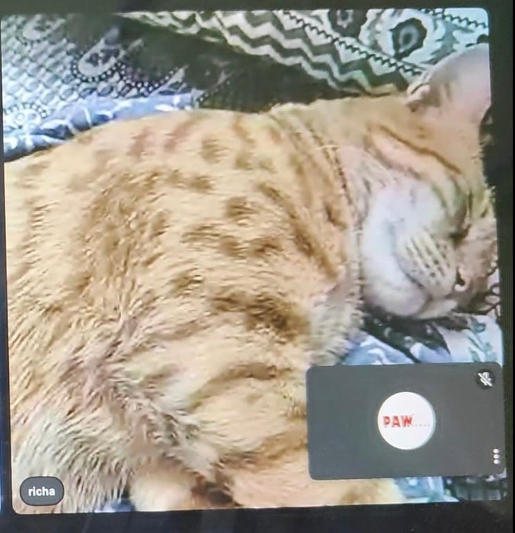 10 PM, a Cat Breathing Hard, and Parents Deciding Whether to Drive to the Hospital